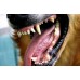 Oral Health for cats & dogs removal of Plaque, Tartar and Bad Breath