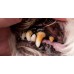 Oral Health for cats & dogs removal of Plaque, Tartar and Bad Breath